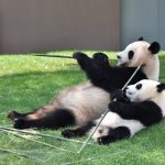 パンダの赤ちゃん、上野動物園は抽選だけど、アドベンチャーワールドならいつでも見れるよ！